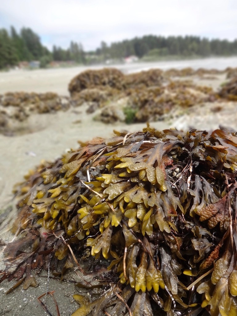 A pile of bladderwrack seaweed on a sandy beach, with low tide rocks and evergreens behind