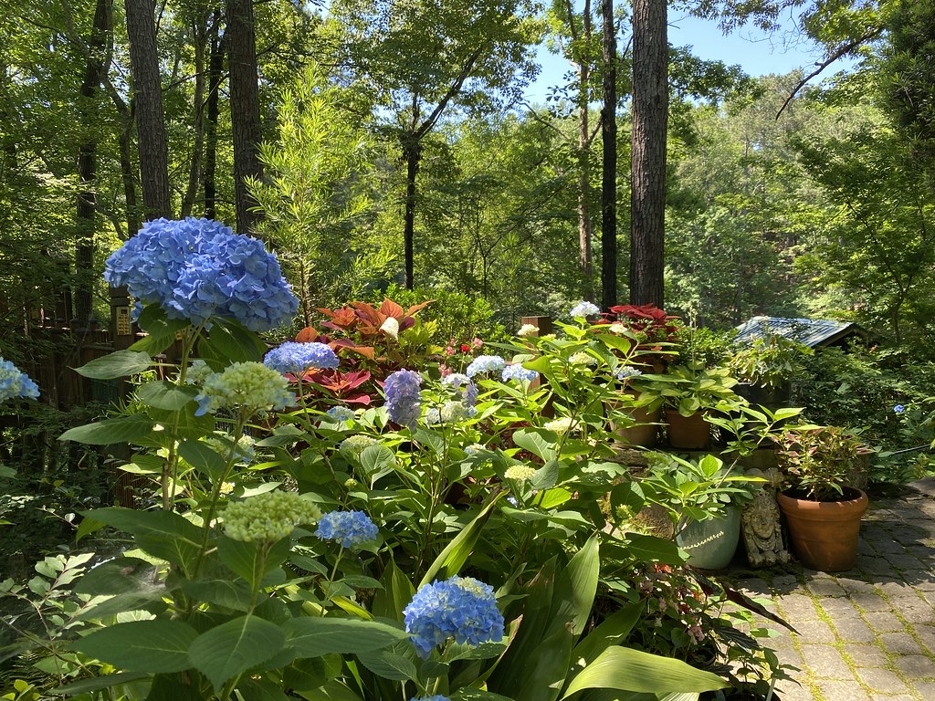 Blue hydrangeas and potted plants along a brick path under tall trees