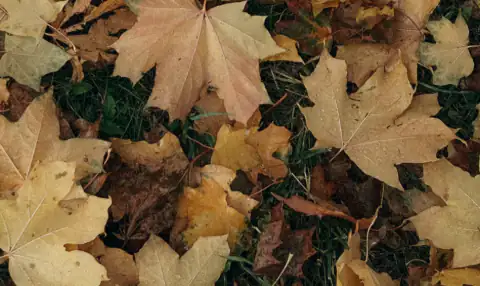 Fallen bigleaf maple leaves on a lawn in October