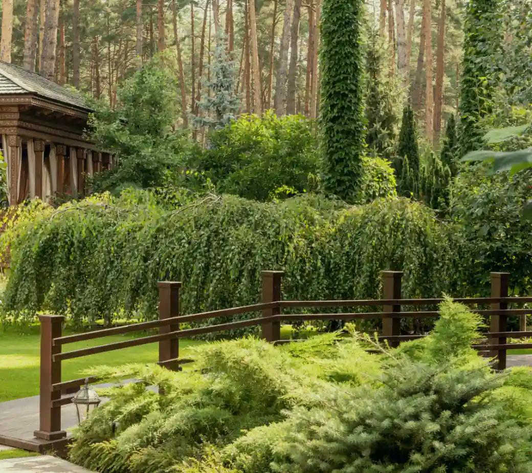 Weeping larch and spreading junipers along a split-rail fence