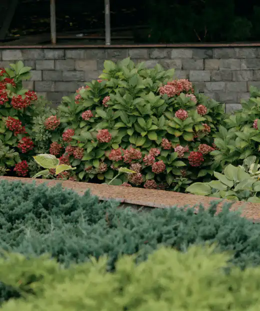 Red mophead hydrangeas above a low blue juniper border along a stone wall
