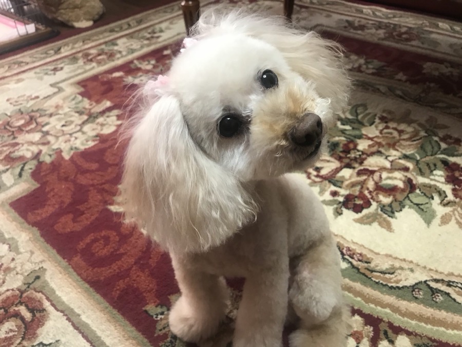 A white toy poodle with a fresh teddy-bear trim, head tilted
