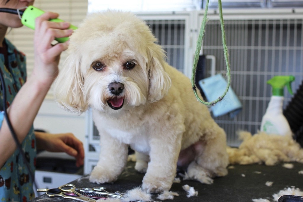 A cream-colored fluffy dog on a grooming table mid-trim, clippers in the groomer's hand