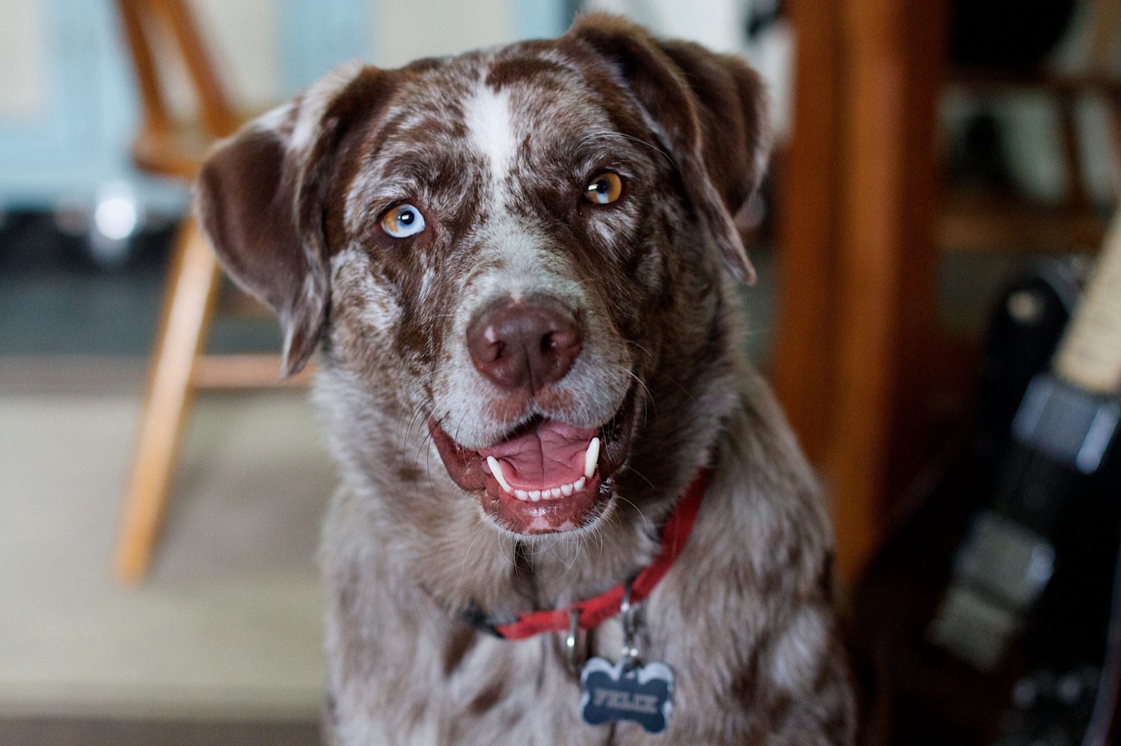 A brown merle dog with one blue eye and a red collar, smiling at the camera