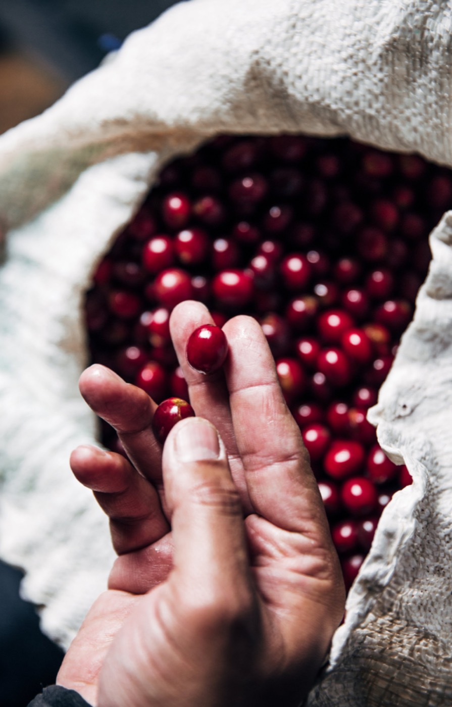A hand picks ripe red coffee cherries out of a white sack.