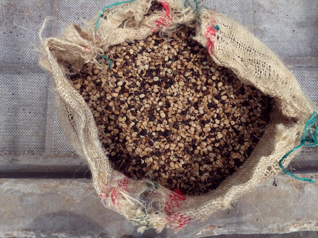 An open burlap sack full of pale green, unroasted coffee beans.